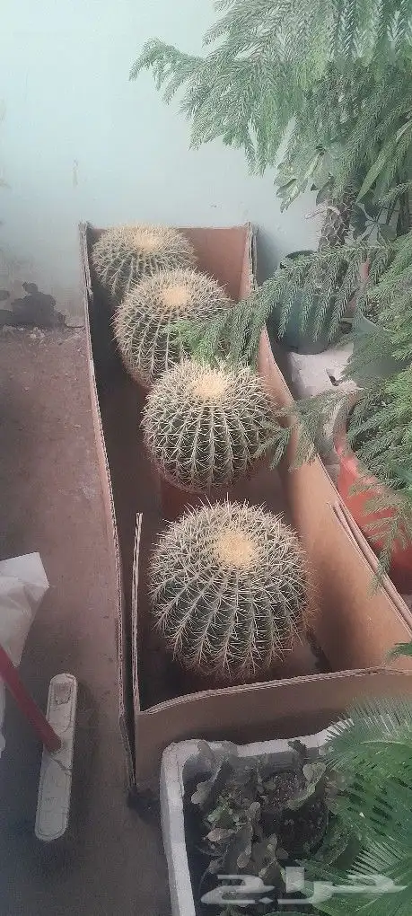 مشتل تنسيق حدائق 2
