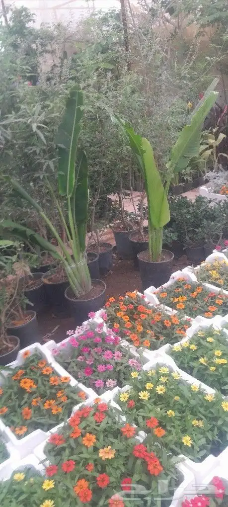 مشتل تنسيق حدائق 9