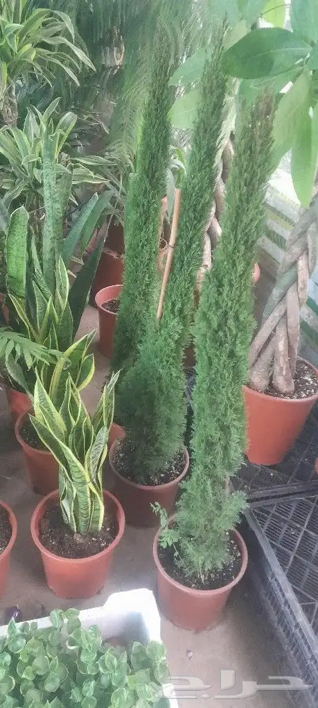 مشتل تنسيق حدائق 1