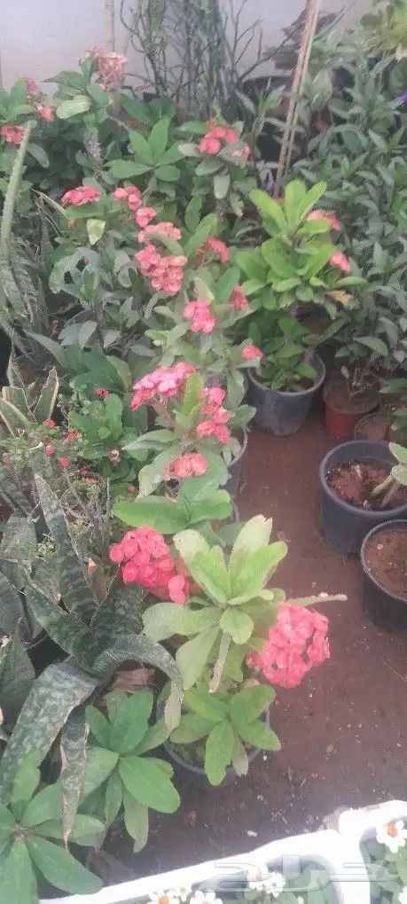 مشتل تنسيق حدائق 4