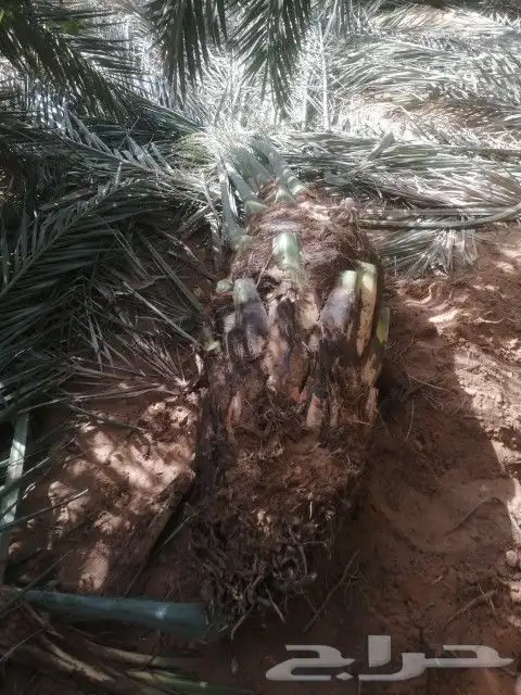 بيع نخل عربي واشنطن جميع انواع النخل 7
