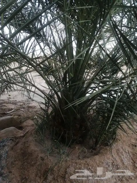 بيع نخل عربي واشنطن جميع انواع النخل 3