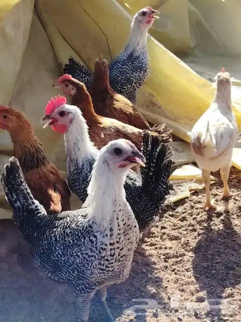 دجاج 2