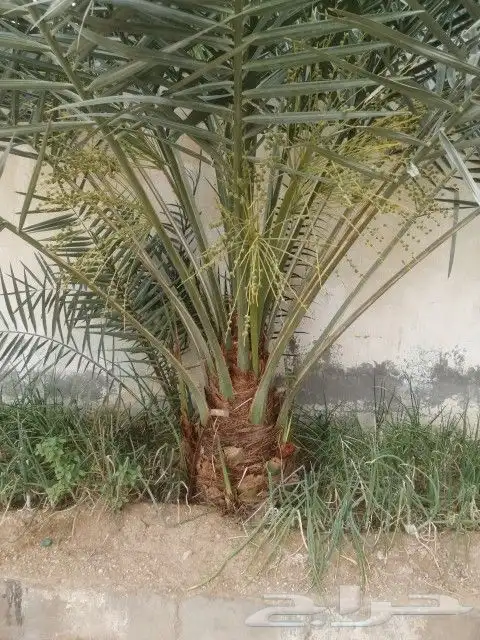 بيع نخل عربي واشنطن جميع انواع النخل 2