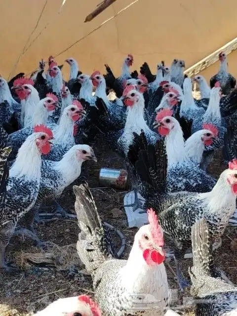 دجاج 1