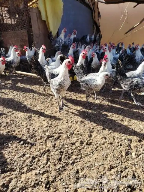 دجاج 0
