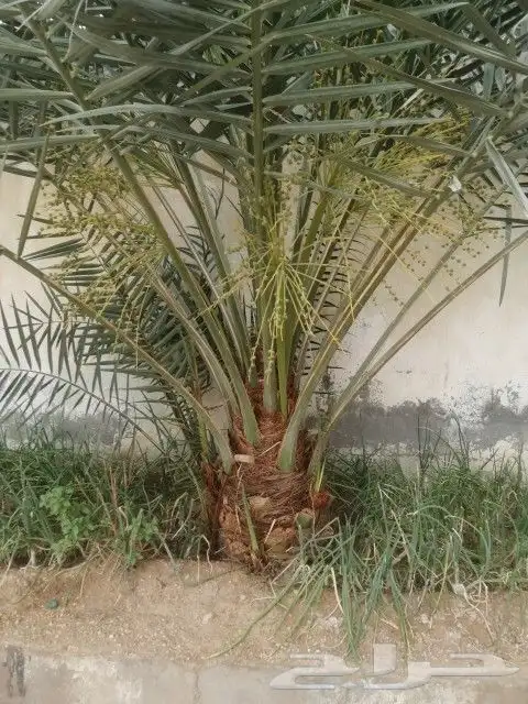 بيع نخل عربي واشنطن جميع انواع النخل 5