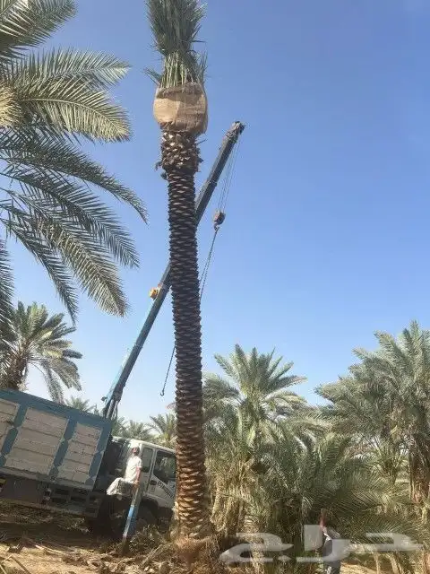 نخل واشنطني واشجار زيتون وسدر ونخيل بلدي للبيع 1