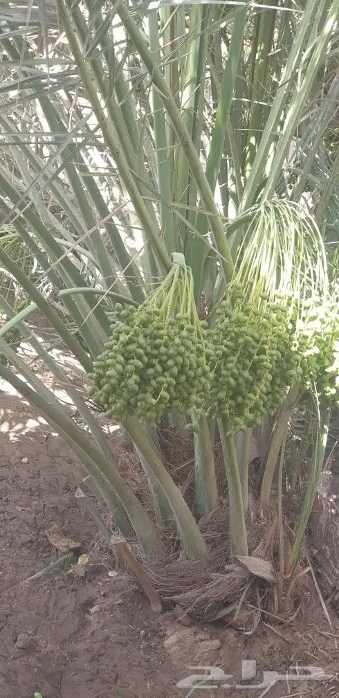 فسيل للبيع 8