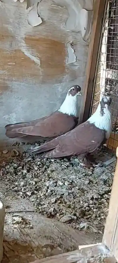 جوزين شخرلي اصفر واحمر 4