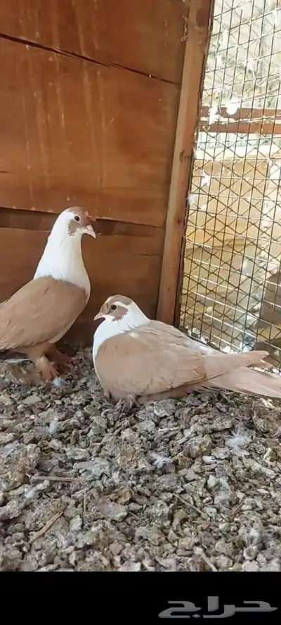 جوزين شخرلي اصفر واحمر 0
