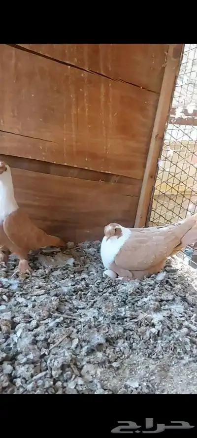 جوزين شخرلي اصفر واحمر 6