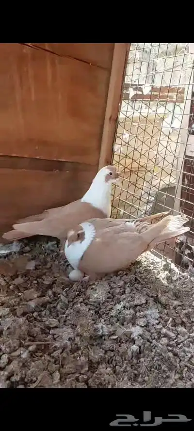 جوزين شخرلي اصفر واحمر 3