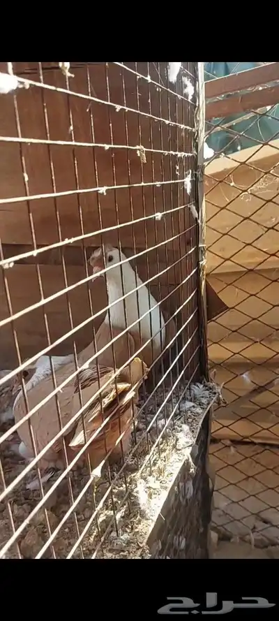 جوزين شخرلي اصفر واحمر 5