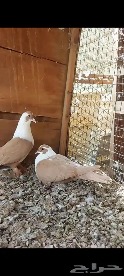 جوزين شخرلي اصفر واحمر 7