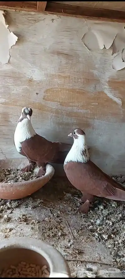 جوزين شخرلي اصفر واحمر 8