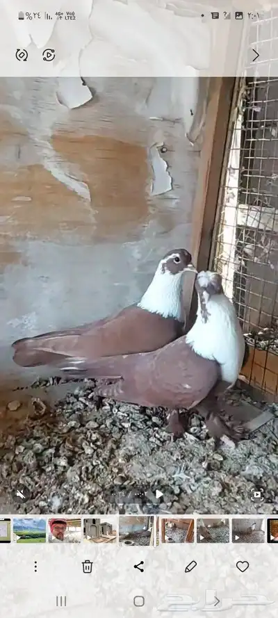 جوزين شخرلي اصفر واحمر 9