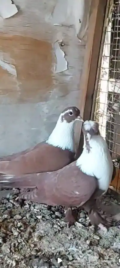 جوزين شخرلي اصفر واحمر 1