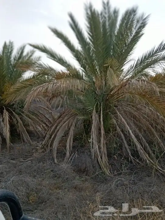 النخيل 4