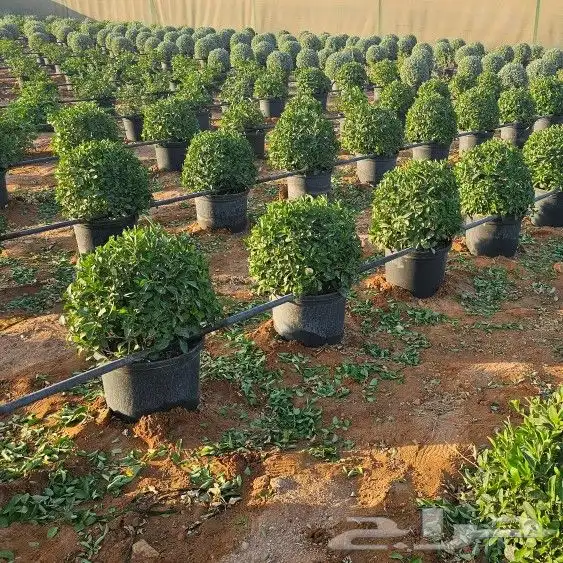 لاتفوتك صيانة الحدائق معنا 2