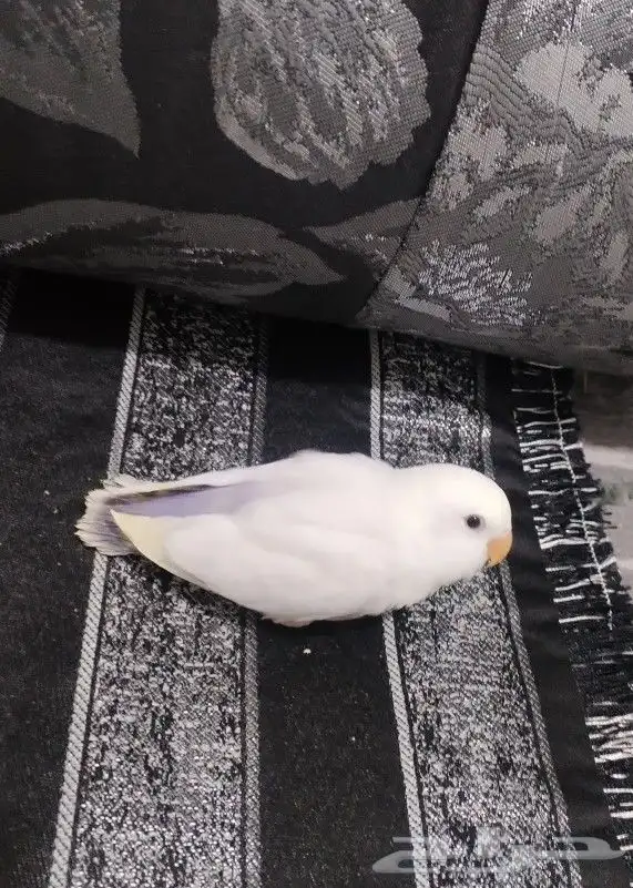 روز هداد داخلي 1