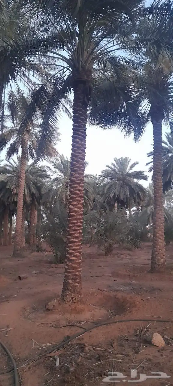 نخل 1