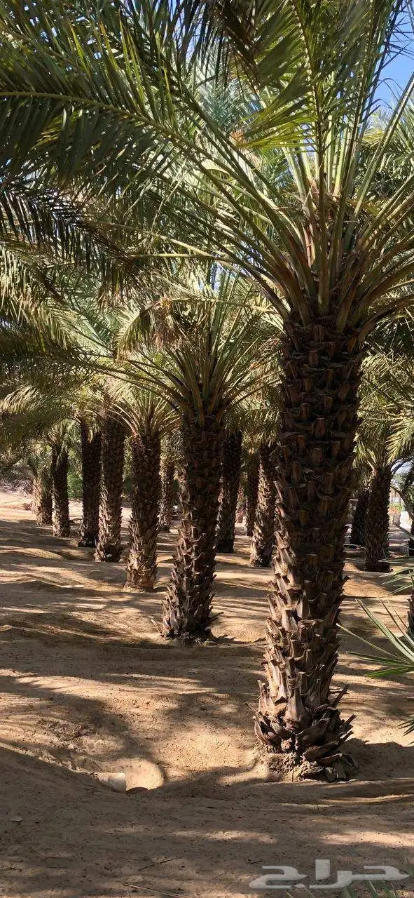 نخل 6