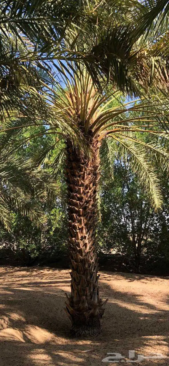 نخل 7