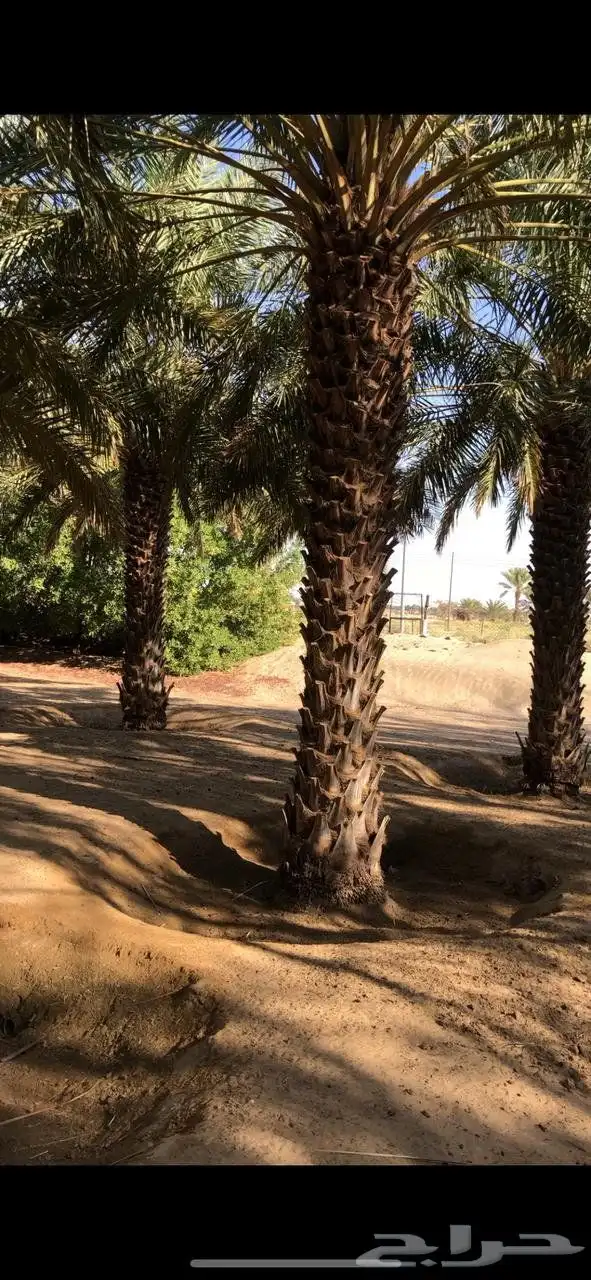 نخل 9