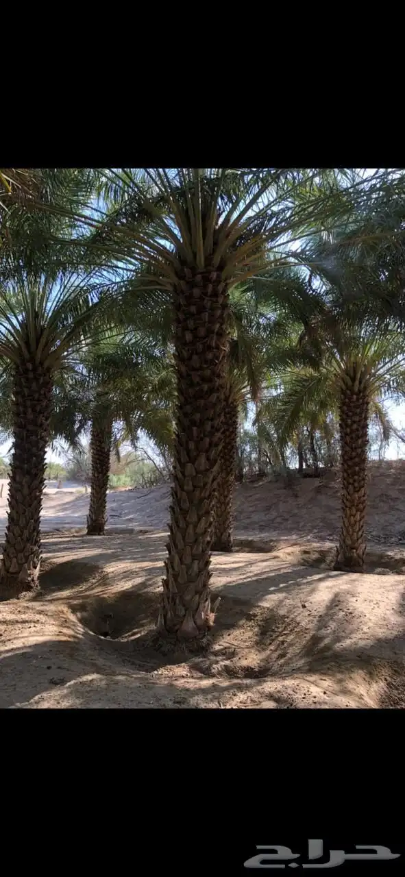 نخل 0