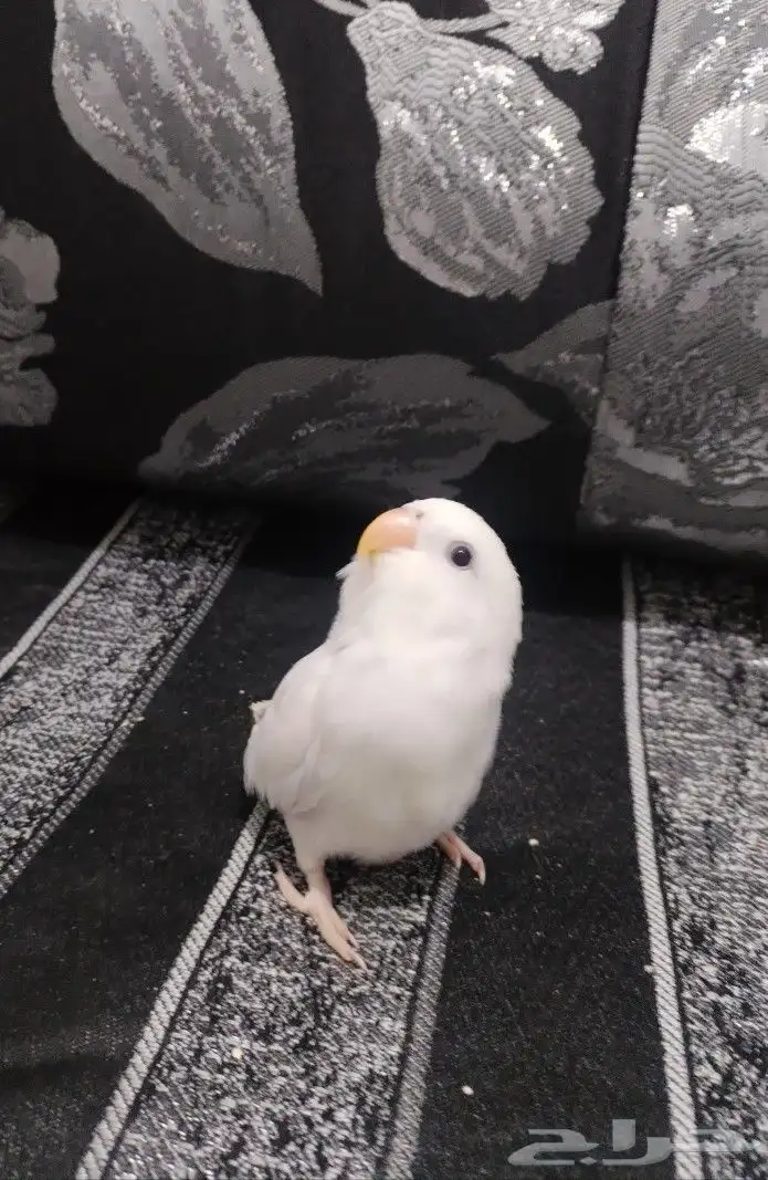 روز هداد داخلي 2