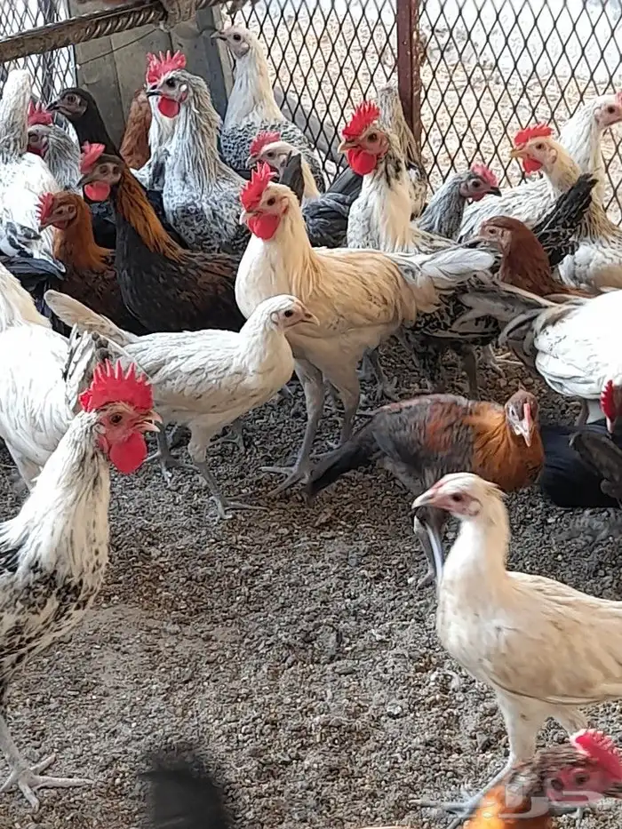 دجاج بلدي فاخر من الآخر 2