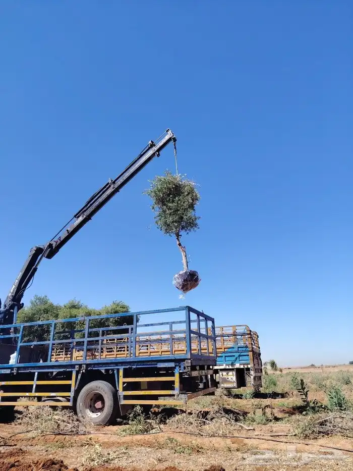 يوجد لدينا جميع انواع الأشجار الزيتون المثمر لتوصل علا 2