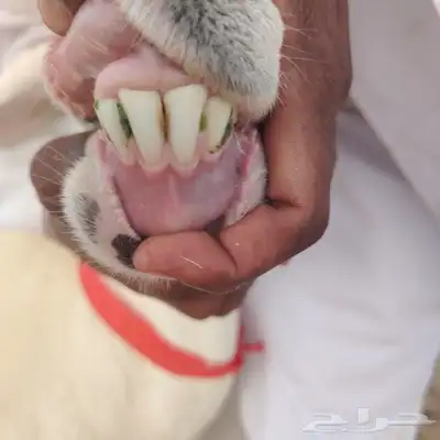 رخال حرية خلفه تحتها طلي صنف الصنف من ضان كفوو 2