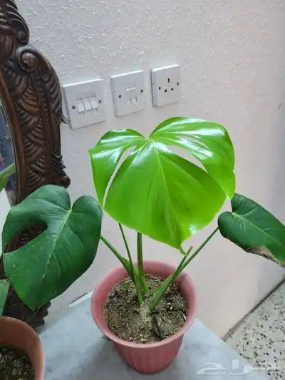 نباتات 0