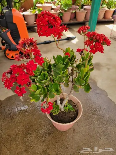 نباتات 2