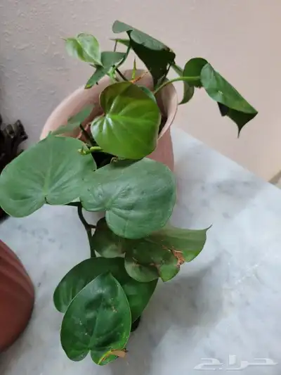 نباتات 1