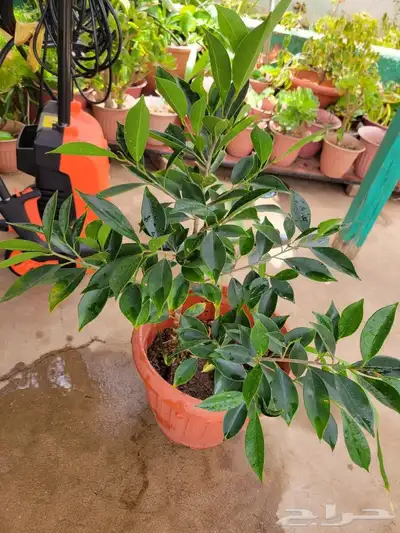 نباتات 4