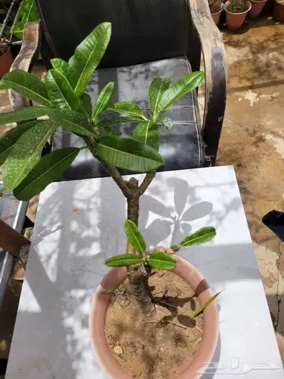 نباتات 9