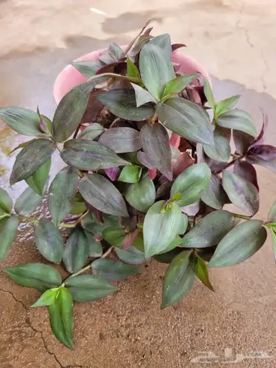 نباتات 6