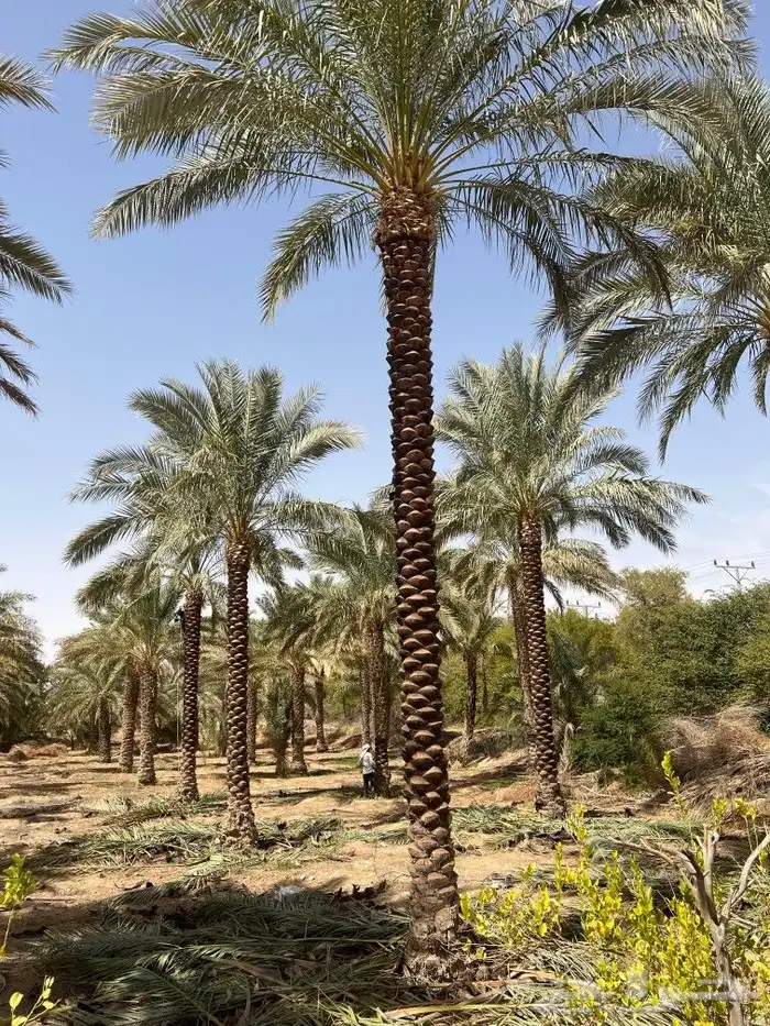 نخل واشنطني واشجار زيتون وسدر ونخيل بلدي للبيع 2