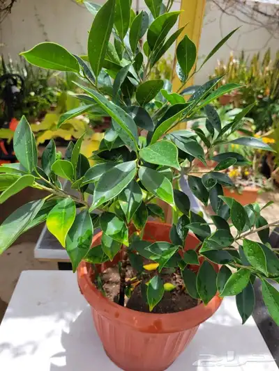 نباتات 5