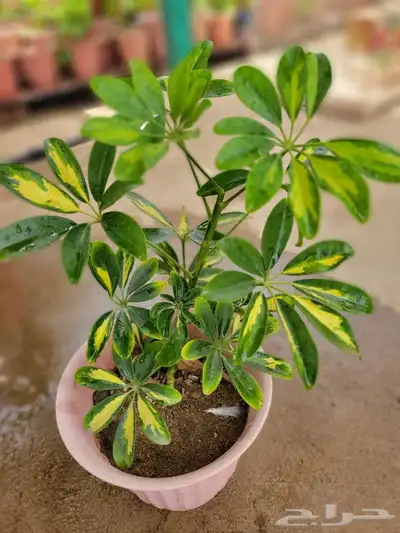 نباتات 3
