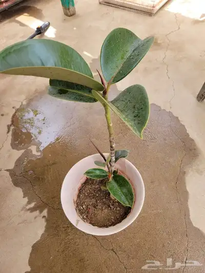 نباتات 8