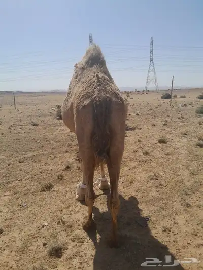 ناقه لقحه للبيع 5