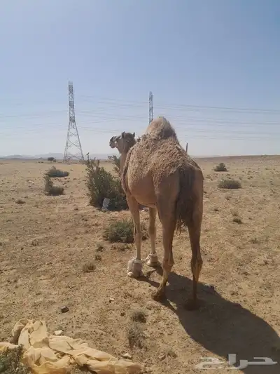 ناقه لقحه للبيع 6