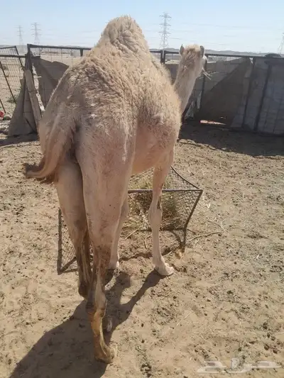 قعود هجن للبيع 7