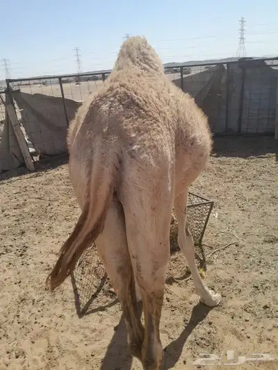 قعود هجن للبيع 4