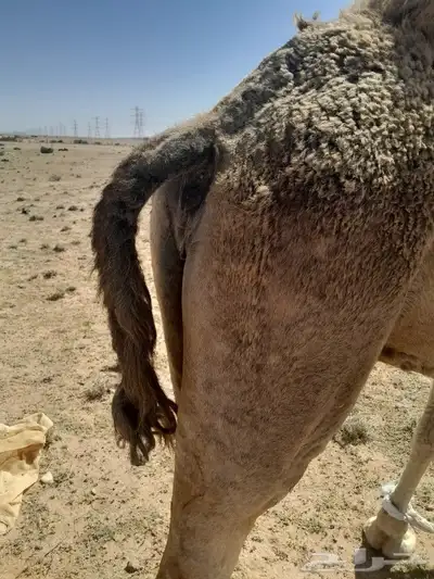ناقه لقحه للبيع 1