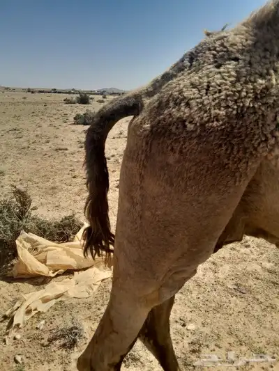 ناقه لقحه للبيع 3